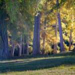 Herbst, Kohlern, Lärchen, Schneider Wiesen, autumn, autunno