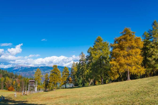 Die Schneider Wiesen