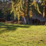 Kohlern, Pferde, Schneider Wiesen