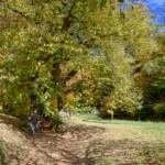 Herbst, Kastanien, Maroni, autumn, autunno