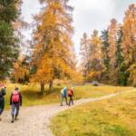 Herbst, Lärchenwald, autumn, autunno, wandern