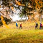 Herbst, Lärchenwald, Schnaggenkreuz, autumn, autunno, wandern
