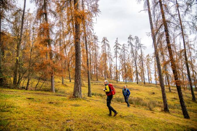 Was gibt es Schöneres im Herbst als einen Lärchenwald?