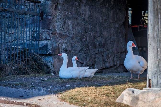 Aufgepasst, Gänse!