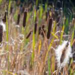 Botanik, Flora, Gramineae, Pflanze, Rispengras, Röhricht, Schilf, Schilfgras, Schilfrohr, Süßgräser