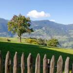 Alto Adige, Baum, Bäume, Holzzaun, South Tyrol, Sudtirol, Sudtirolo, Suedtirol, Südtirol, Zaun, albero, tree