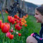 Tulipa, Tulpen, Weinberg, Weinberge, vigna, vigneto, vineyard