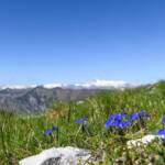 Alpenblumen, Blauer Enzian, Enzian, Euasteriden, Gentian, Gentiana, Stella Alpina
