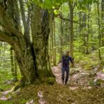 Andreas, Buche, Buchen, Buchenartige, Buchengewächs, Buchenwald, wandern