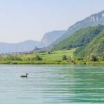 Haubentaucher, Kalterer See, Kalterersee, Termeno, Tramin