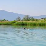 Freizeit, Kalterer See, Kalterersee, Sport, Steg, baden, bathing, nuotare, schwimmen, sports, swimming