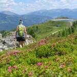 Alpenrosen, Kaiserburg, Nockberge, wandern
