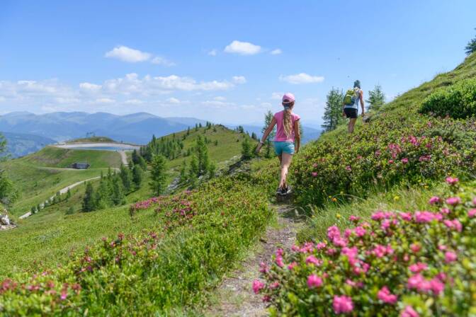 Alpenrosen, Kaiserburg, Nockberge, wandern
