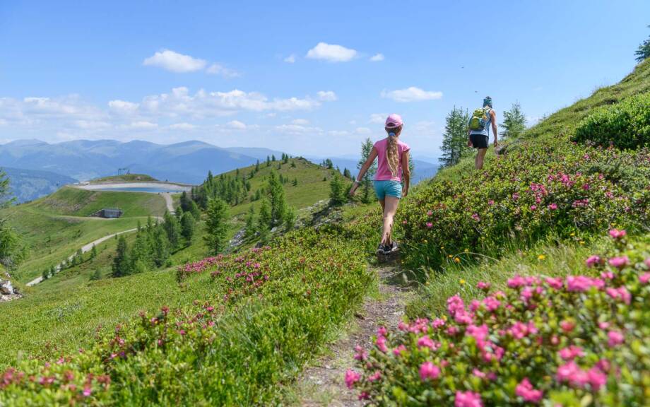 Alpenrosen, Kaiserburg, Nockberge, wandern