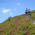Alpenrosen, Wöllaner Nock, wandern