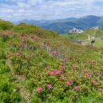 Alpenrosen, Kaiserburg Bergbahn Bergstation, wandern