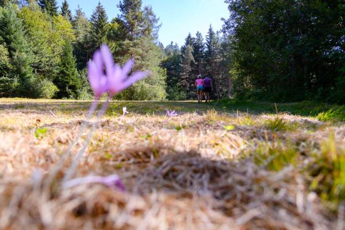 Der Mühlenweg führt auch durch moosiges Gelände!