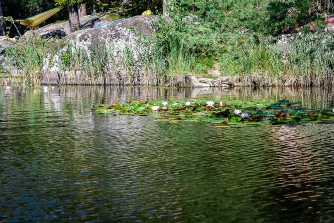 Seerosen, wie es sich für einen richtigen Natur-Waldsee gehört!