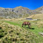 Alm, Anteran Alm, Matte, Pferd, Pferde, Ross, Weide, cavallo, equino, horse