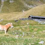 Alm, Anteran Alm, Haflinger, Matte, Pferd, Pferde, Ross, Weide, cavallo, equino, horse