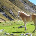 Haflinger, Pferd, Pferde, Ross, cavallo, equino, horse