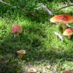 Pilz, Pilze, Sagenweg, Themenweg, funghi, fungi, fungus, mushroom