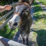 Esel, Grautier, Sagenweg, Themenweg, asino, asinus, ass, donkey, somaro