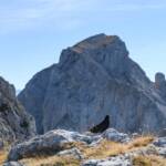 Alpendohle